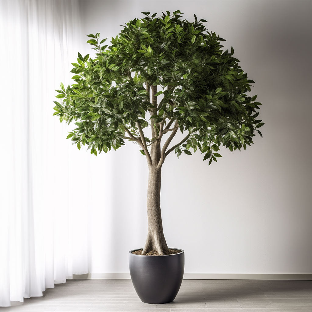 Hol dir jetzt deinen eigenen echten Baum! 🌱